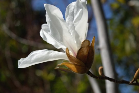 花弁6枚 Photos Royalty Free Images Graphics Vectors Videos Adobe Stock