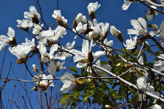 花弁6枚 Photos Royalty Free Images Graphics Vectors Videos Adobe Stock