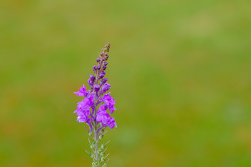 Beautiful lavender in the garden.