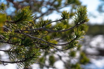 branch of coniferous tree with green needles