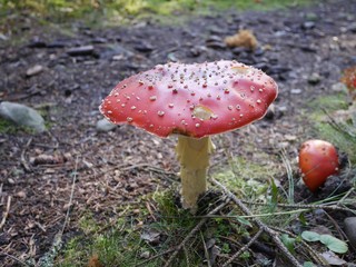 Red mushroom fly agaric in forrest