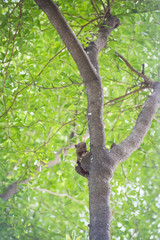 gray squirrel holding on to a tree with bokeh background