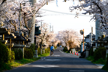 桜道