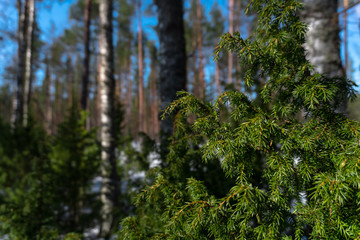 branch of coniferous tree with green needles