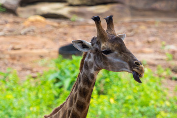 Naklejka na ściany i meble Tongue and Face of Masai giraffe