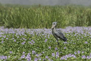 Shoebill ( Schoenbekooievaar )