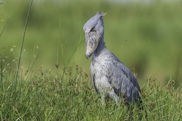 Shoebill ( Schoenbekooievaar )