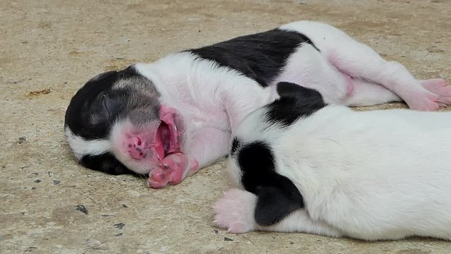White domestic puppies dog sleeping after drink milk from breast mother.