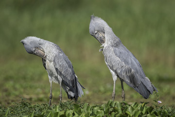 Shoebill ( Schoenbekooievaar )
