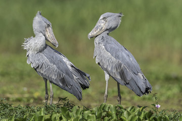 Shoebill ( Schoenbekooievaar )