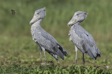 Shoebill ( Schoenbekooievaar )