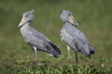Shoebill ( Schoenbekooievaar )