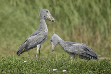 Shoebill ( Schoenbekooievaar )