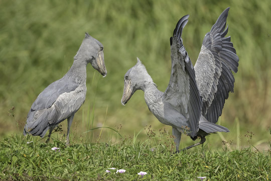 Shoebill ( Schoenbekooievaar )