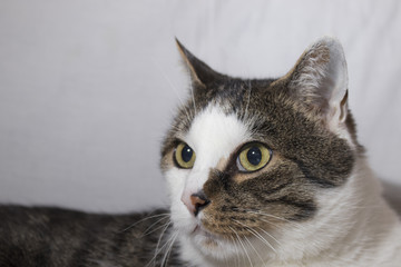 Detailed cat with beautiful eyes in a white background