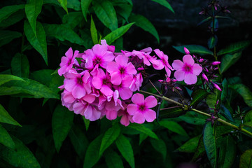 pink flower Phlox on the background of green leaves