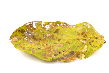 Damage Leaf with holes, eaten by pests isolated
