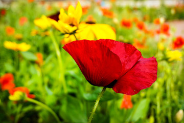 Fototapeta premium red poppy on green background in the meadow