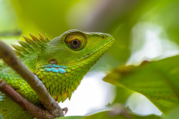 Green Chameleon
