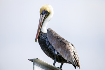 Pelican on Metal Pier