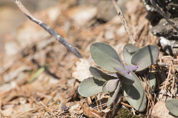 Suculent plants full of details with pine needles