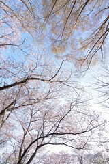 Landscape of Japanese White Cherry Blossoms in wide angle
