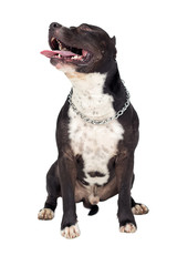 Naklejka premium Staffordshire terrier dog looking
