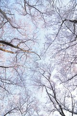 Landscape of Japanese White Cherry Blossoms in wide angle