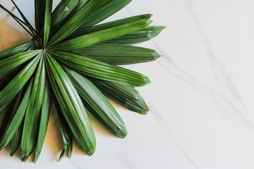 Creative tropical leaves background. Minimal summer concept. Flat lay.