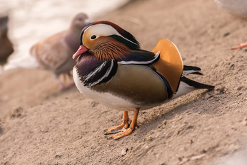 mały ptak wodny, mandarynka stoi na ziemi, zima © Ewa Cierniak