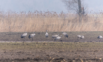 stado dużych szarrych ptaków na polu, wioseny widok                                                       © Ewa Cierniak