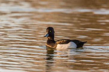 kaczka wodna czernica pływa po stawie wieczorową porą © Ewa Cierniak