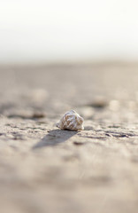 seashell on the beach in sunlight