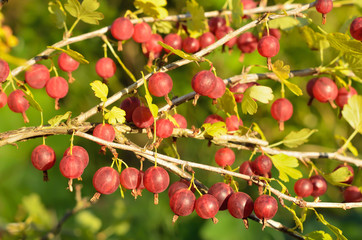 Red gooseberries on branches