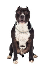 Staffordshire terrier dog sitting and looking at full length on a white background