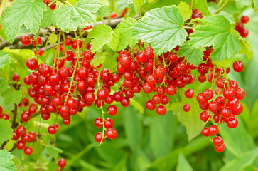 Red currants