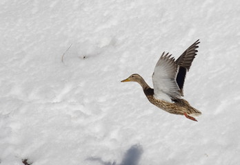 Mallard duck in flight on a background of snow. 