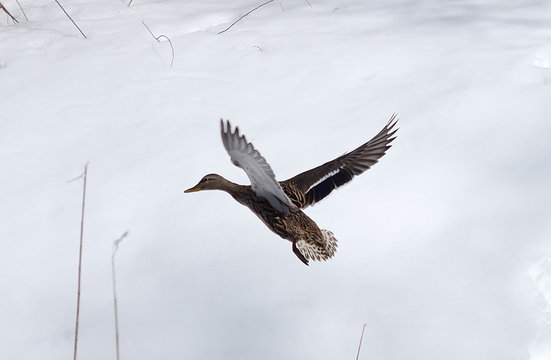 Mallard duck in flight on a background of snow. 