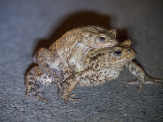 Amplexus de crapauds communs. Bufonidae, Bufo bufo