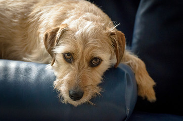Jack russell terrier mix lies on the couch