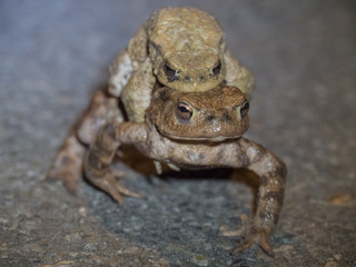 Amplexus de crapauds communs. Bufonidae, Bufo bufo