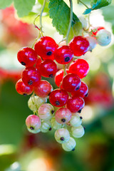 Bündel reifende rote Johannisbeeren auf einem Busch
