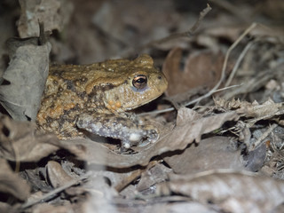 Crapaud commun dans le sous-bois. Bufonidae, Bufo bufo