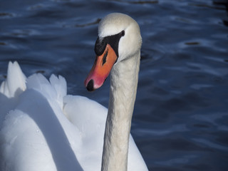 Obraz premium Cygne tuberculé sur étang. Portrait. Cygnus olor.