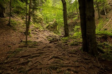 Beech trees with big roots in the wood