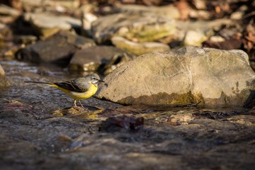 Close up Grey Wagtail (Motacilla cinerea Tunstall)
