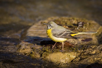 Close up Grey Wagtail (Motacilla cinerea Tunstall)