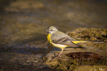 Close up Grey Wagtail (Motacilla cinerea Tunstall)