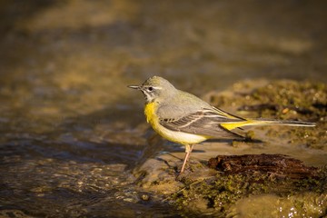 Close up Grey Wagtail (Motacilla cinerea Tunstall)
