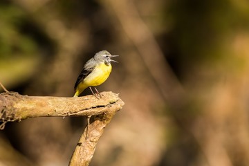 Close up Grey Wagtail (Motacilla cinerea Tunstall)